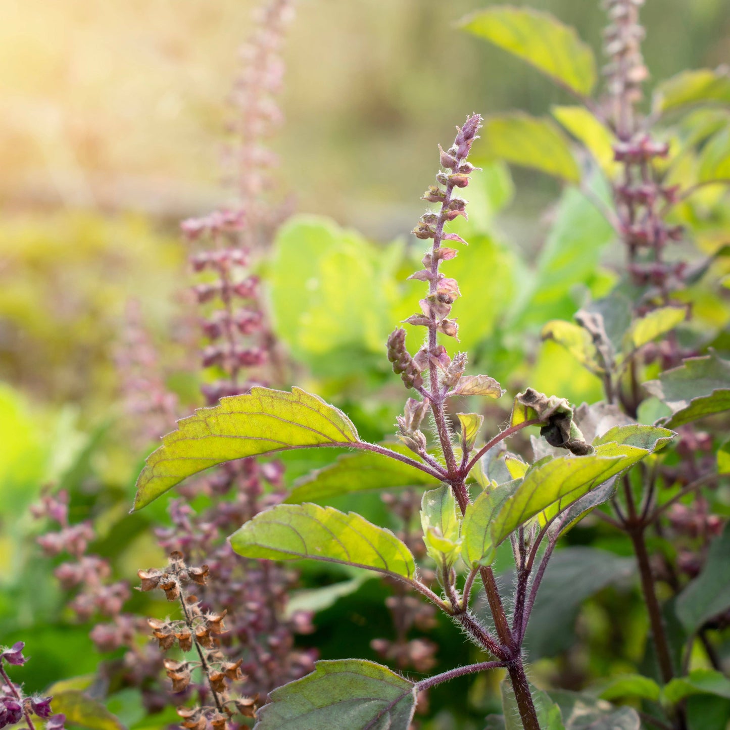 Verdant Wild Apothecary • DEWDROP hydrosol skin tonic • Tulsi