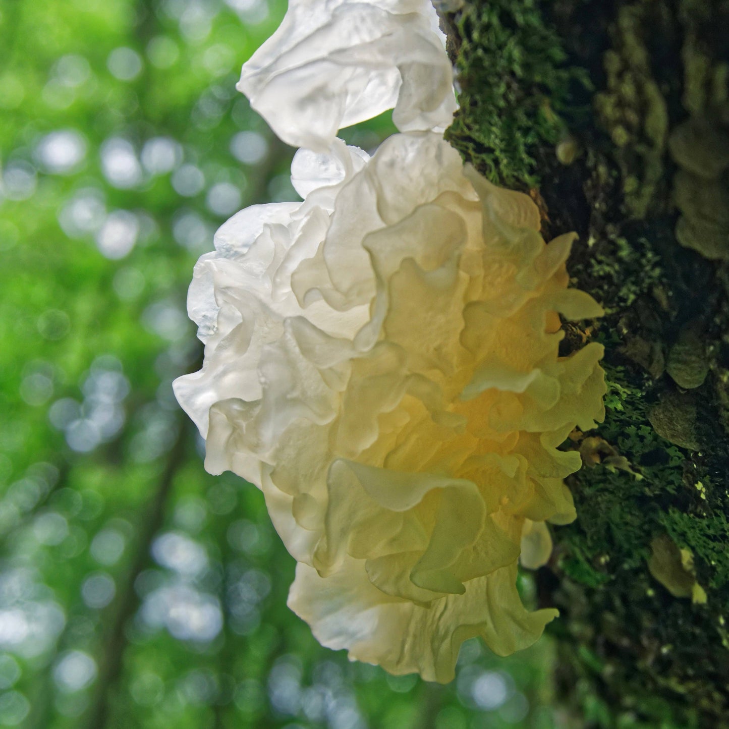 Verdant Wild Apothecary • THRIVE niacinamide eye serum