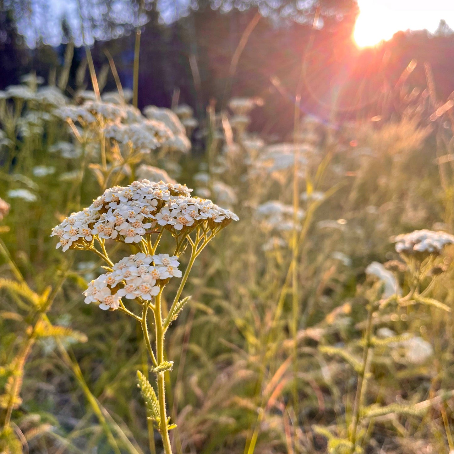 Verdant Wild Apothecary • HEAL first aid salve