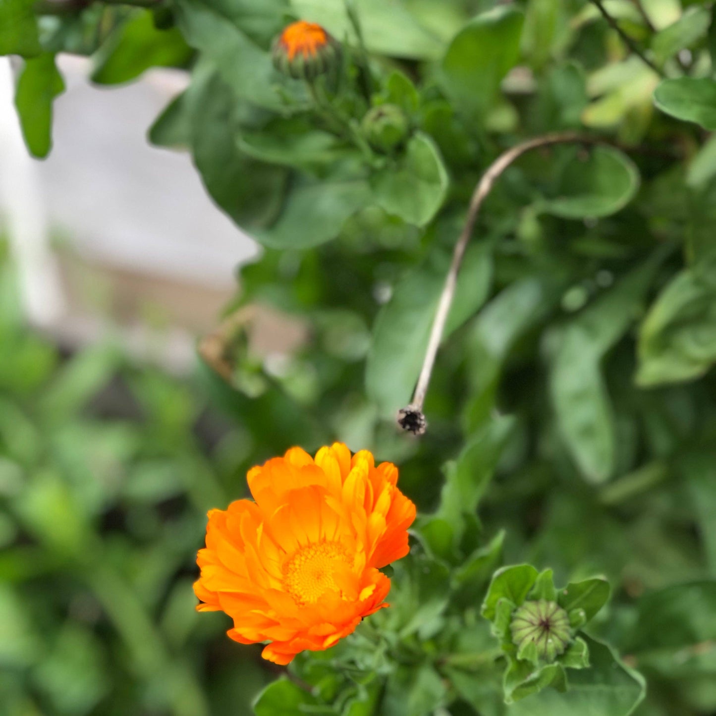 Verdant Wild Apothecary ILLUMINATE shimmer oil