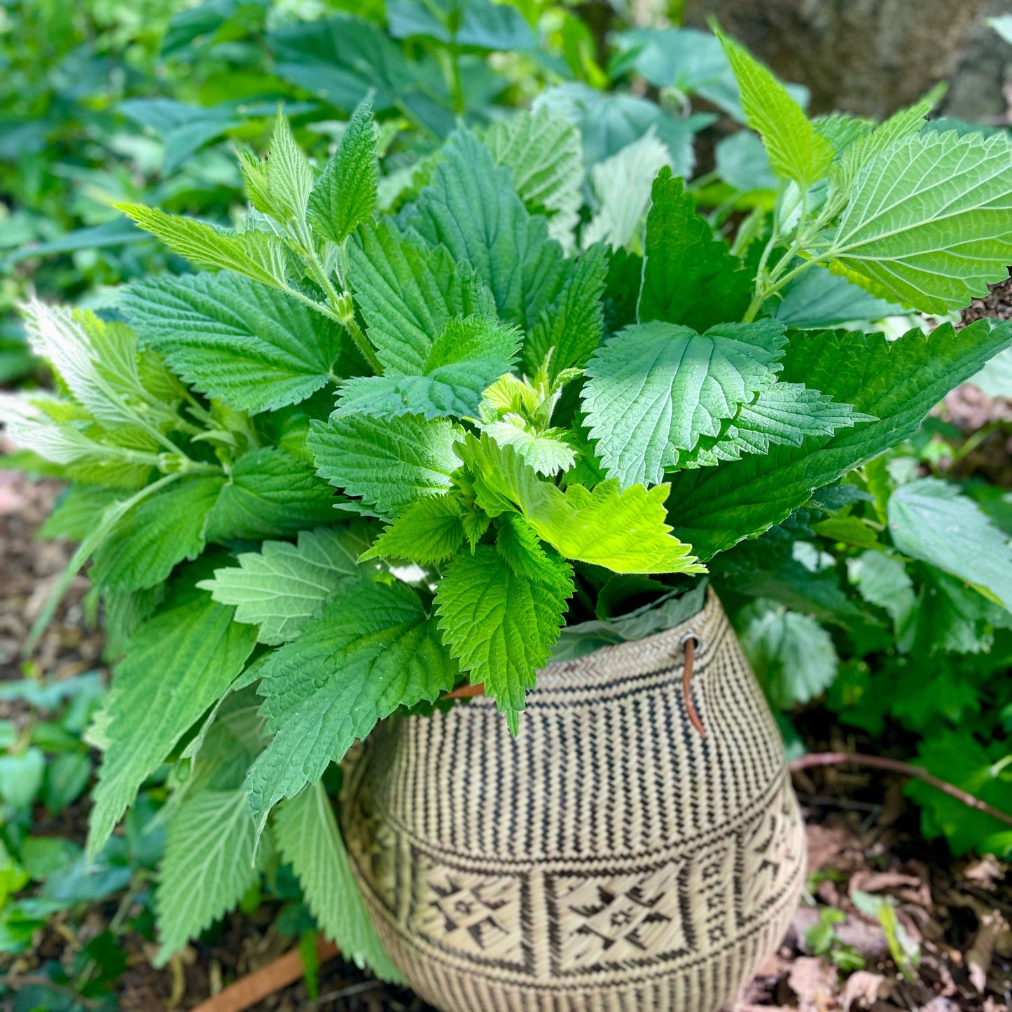 Verdant Wild Apothecary • FLOURISH hair & scalp oil