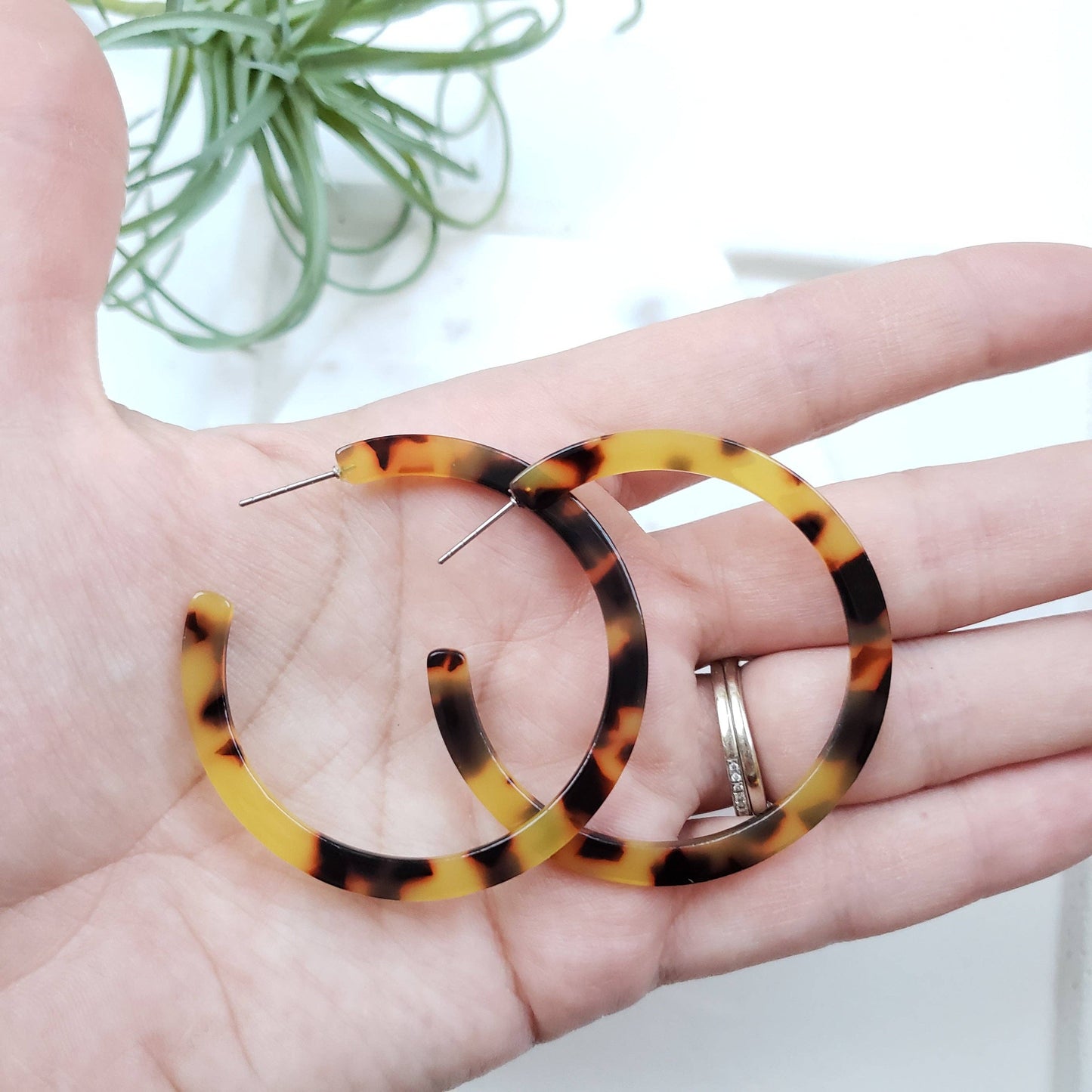Cameron Hoops • Tortoise